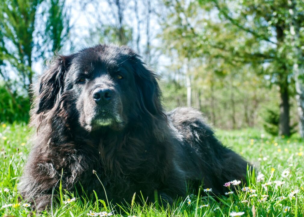 #45. Newfoundland (tie)